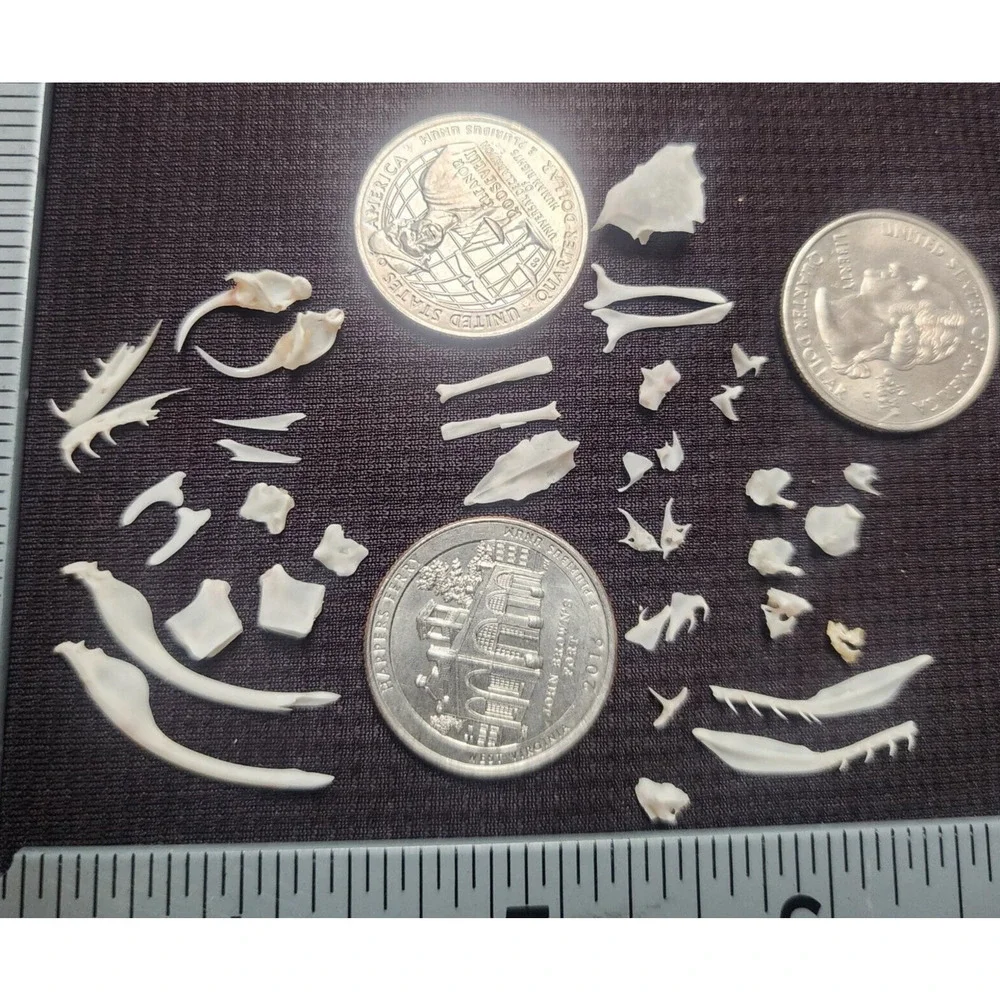 4 Puzzles!! Western Diamondback Rattlesnake Snake Skull FANGS SPECIMEN SK4C